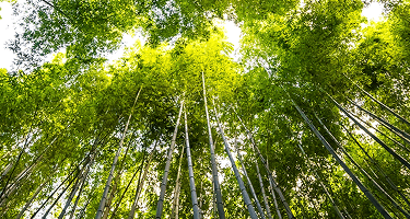 Nasza marka petmex - forest mobile