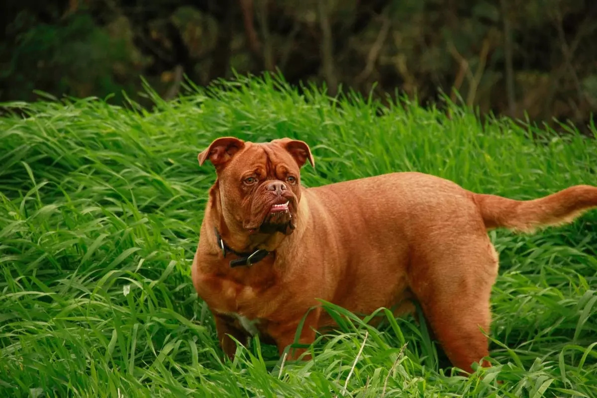 xdogue-de-bordeauxjpgpagespeedicjyn7erlj.jpg