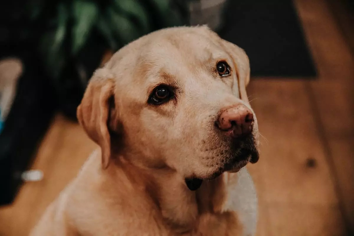 xlabrador-retrieverjpgpagespeedicbblrj-vn.jpg