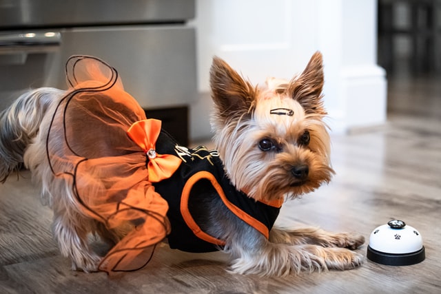 yorkshire terrier w ubranku