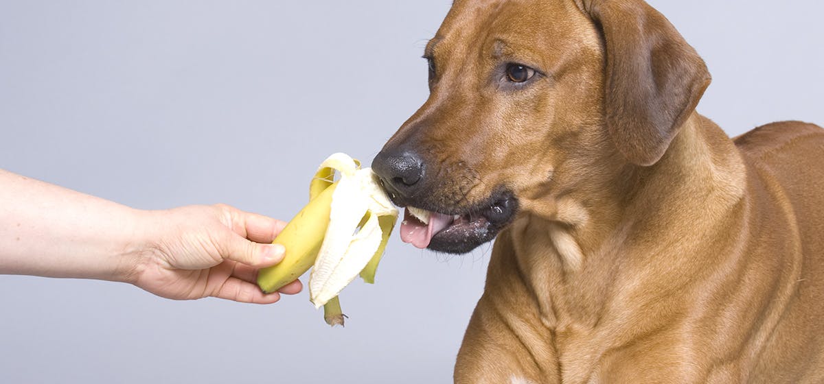 pies je banana