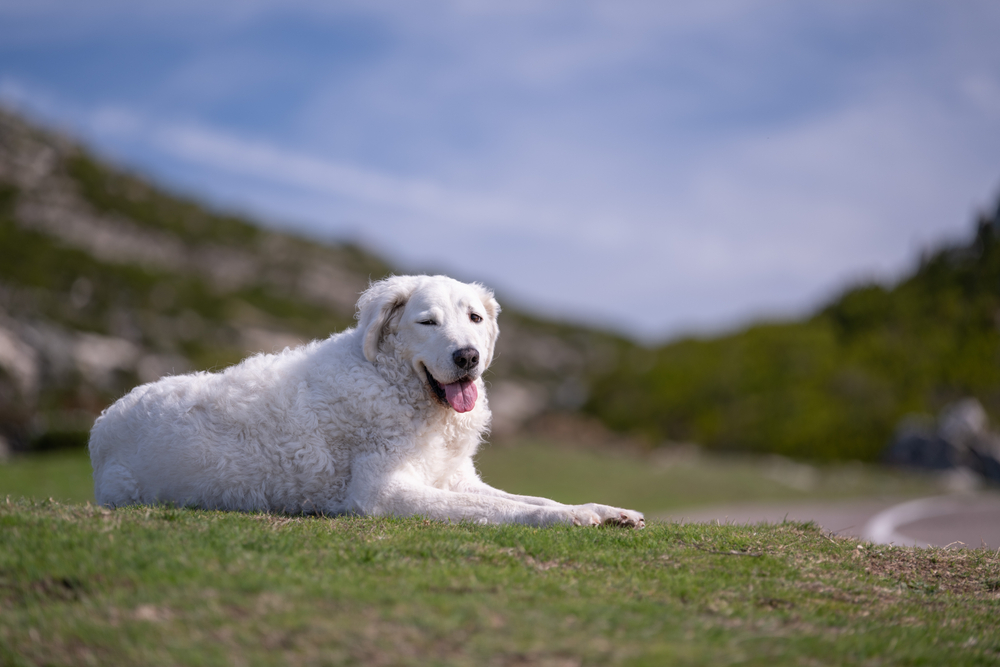 Kuvasz
