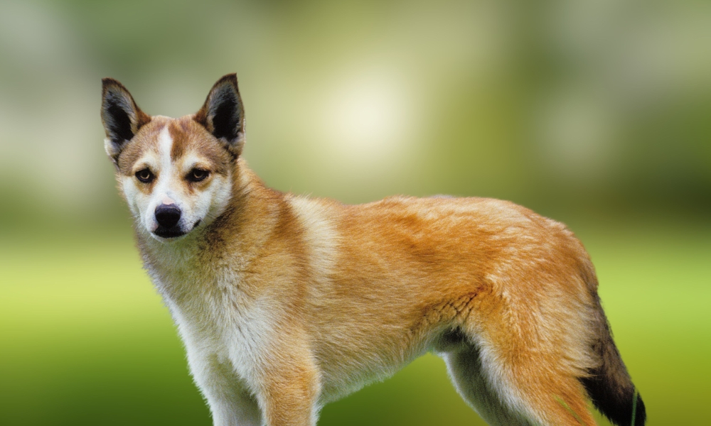 Lundehund norweski