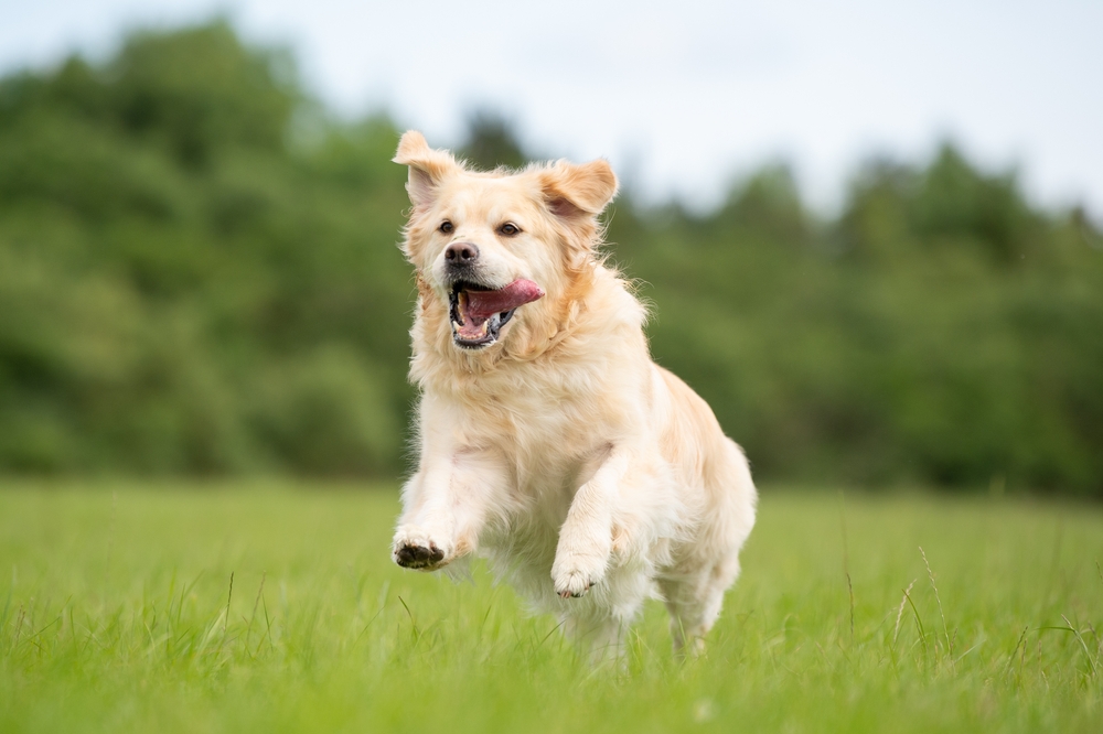 Golden,Retriever