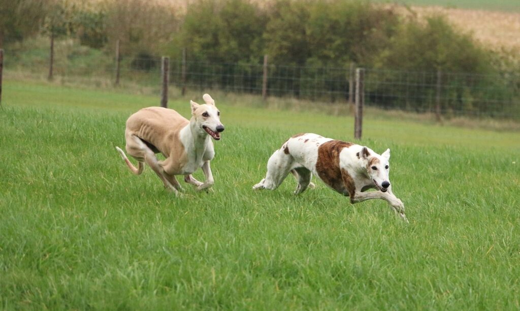 Galgo Español