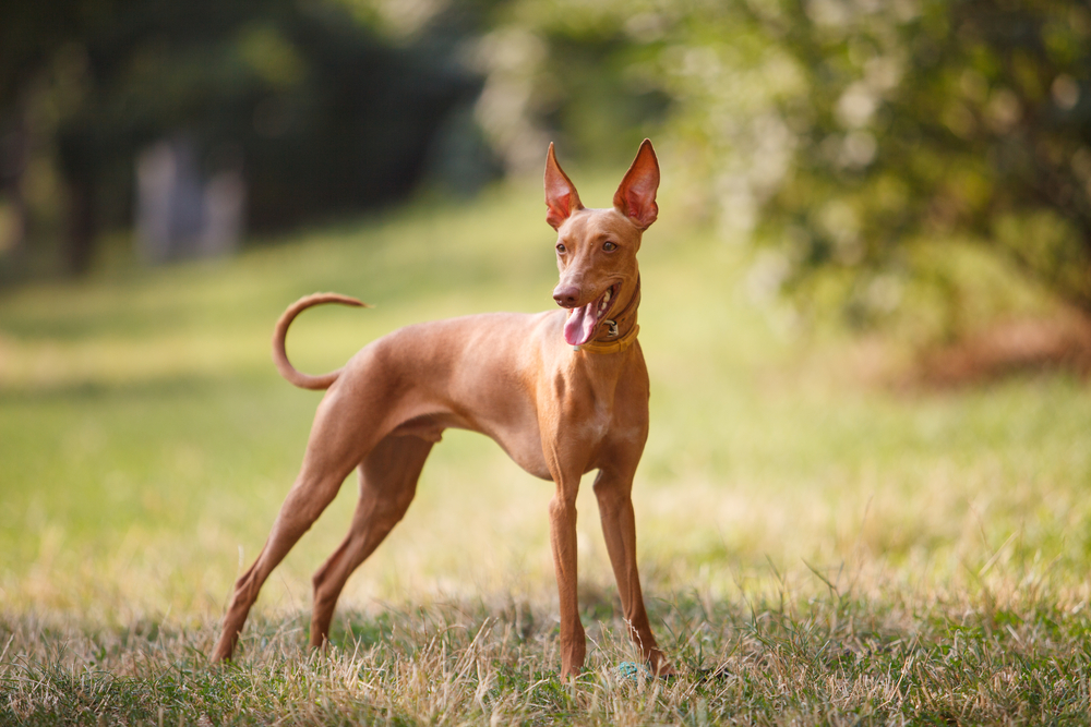 Cirneco dell’Etan