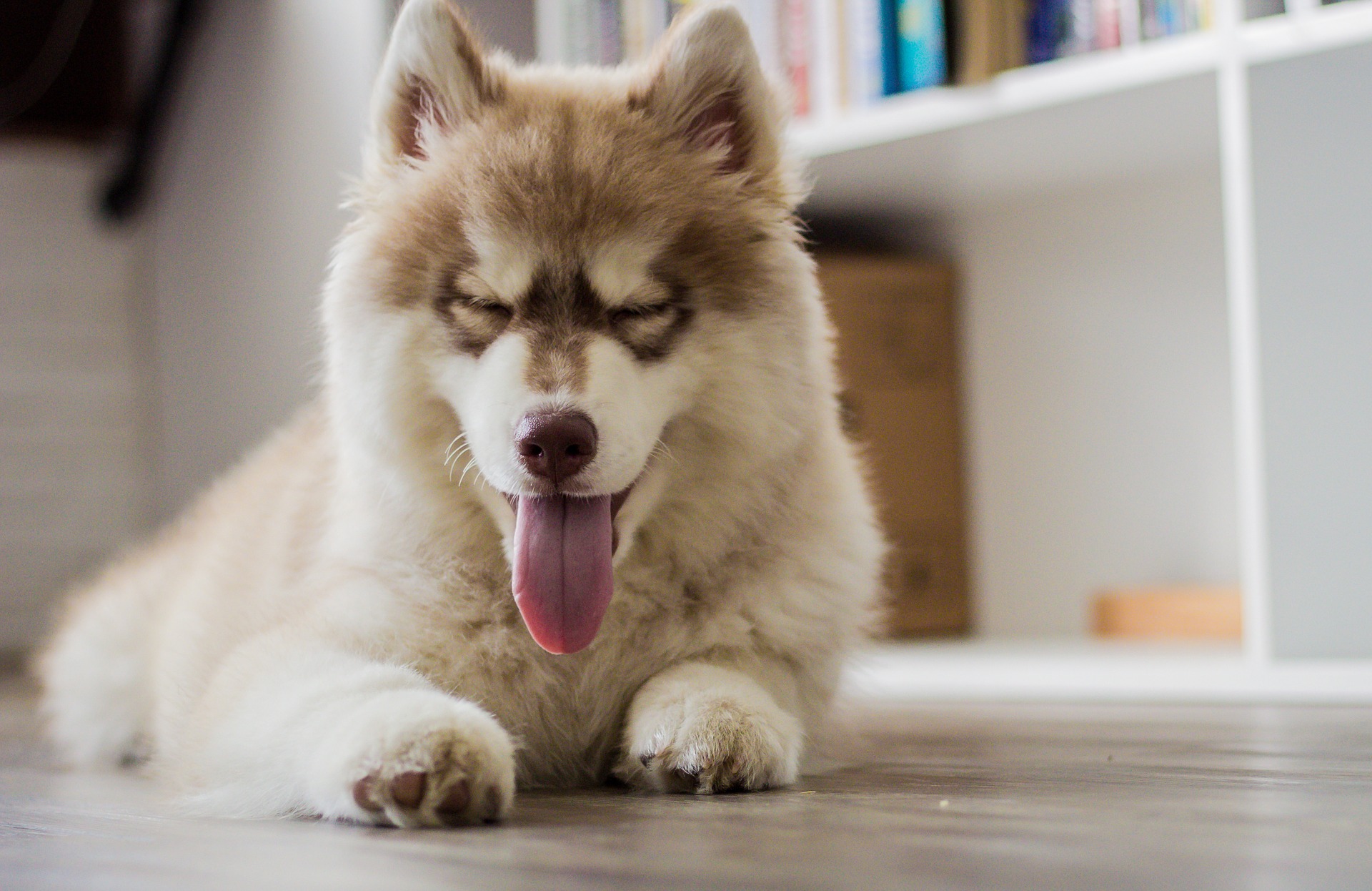 Pies husky.